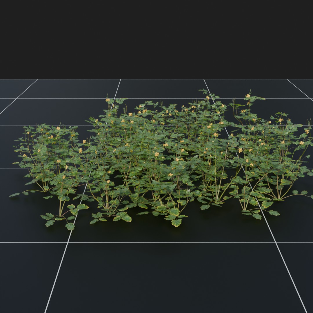Greater Celandine